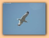 Gaviota en vuelo